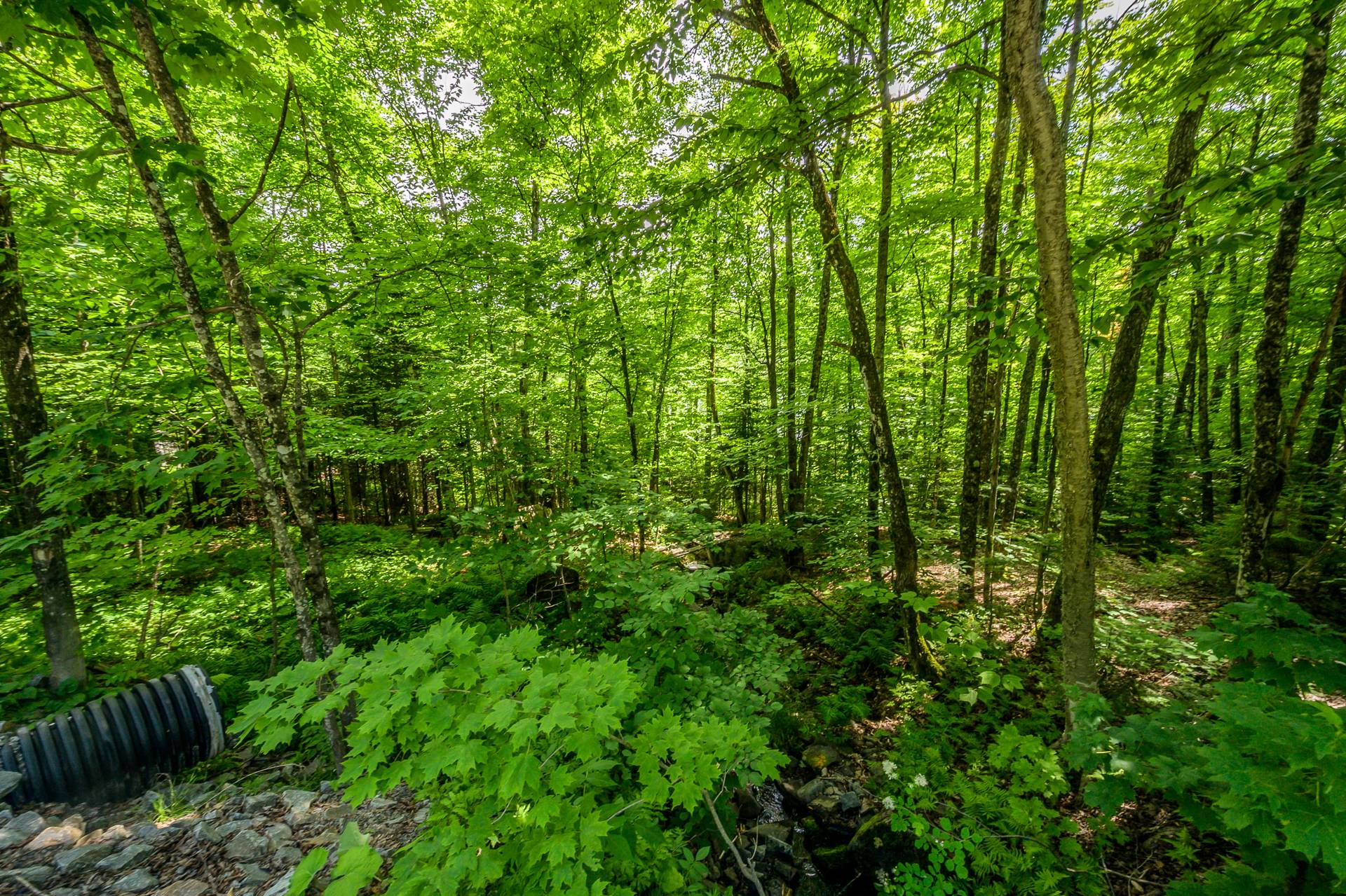 Photo - Terre/Terrain