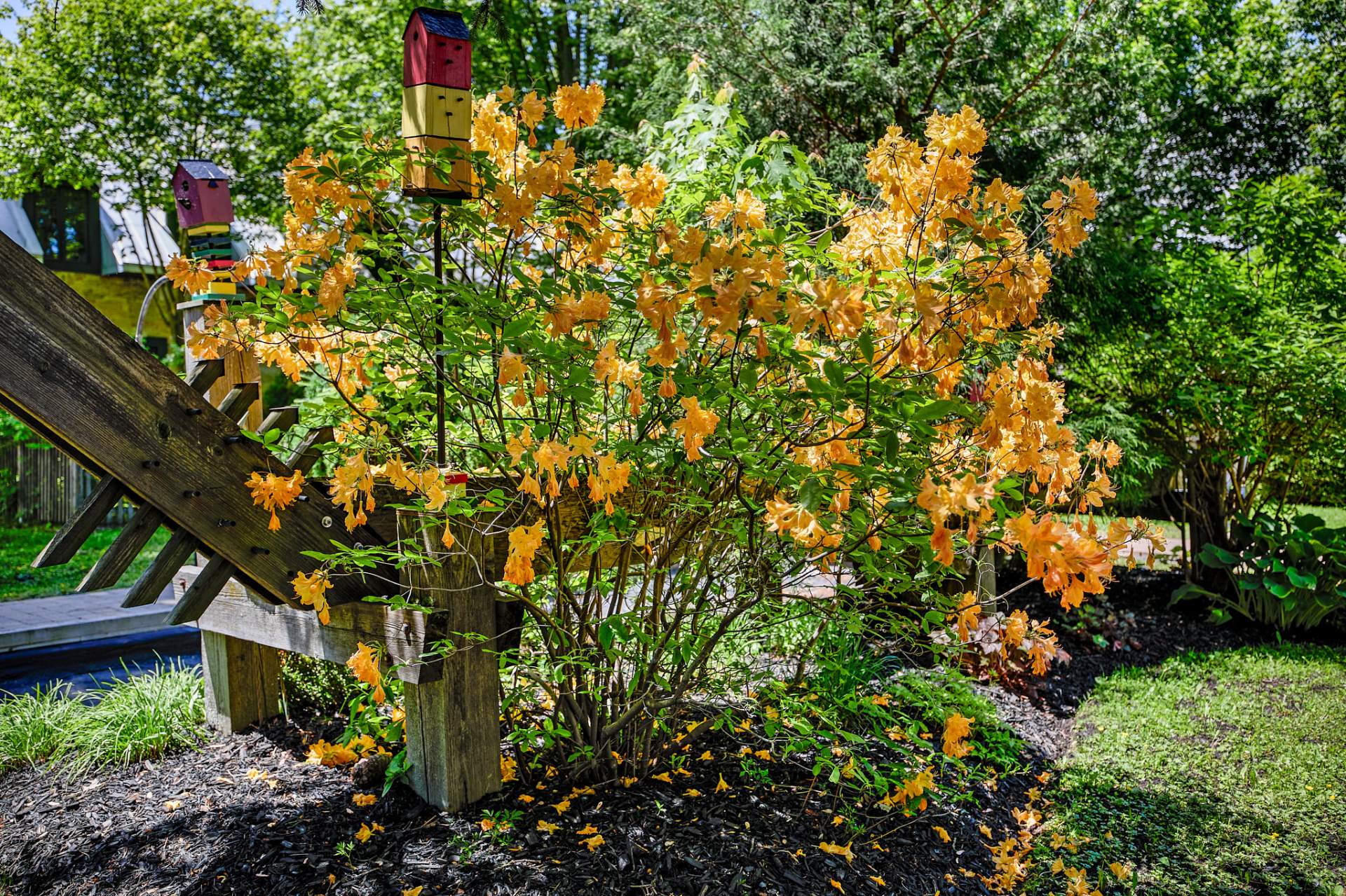 Photo - Jardin