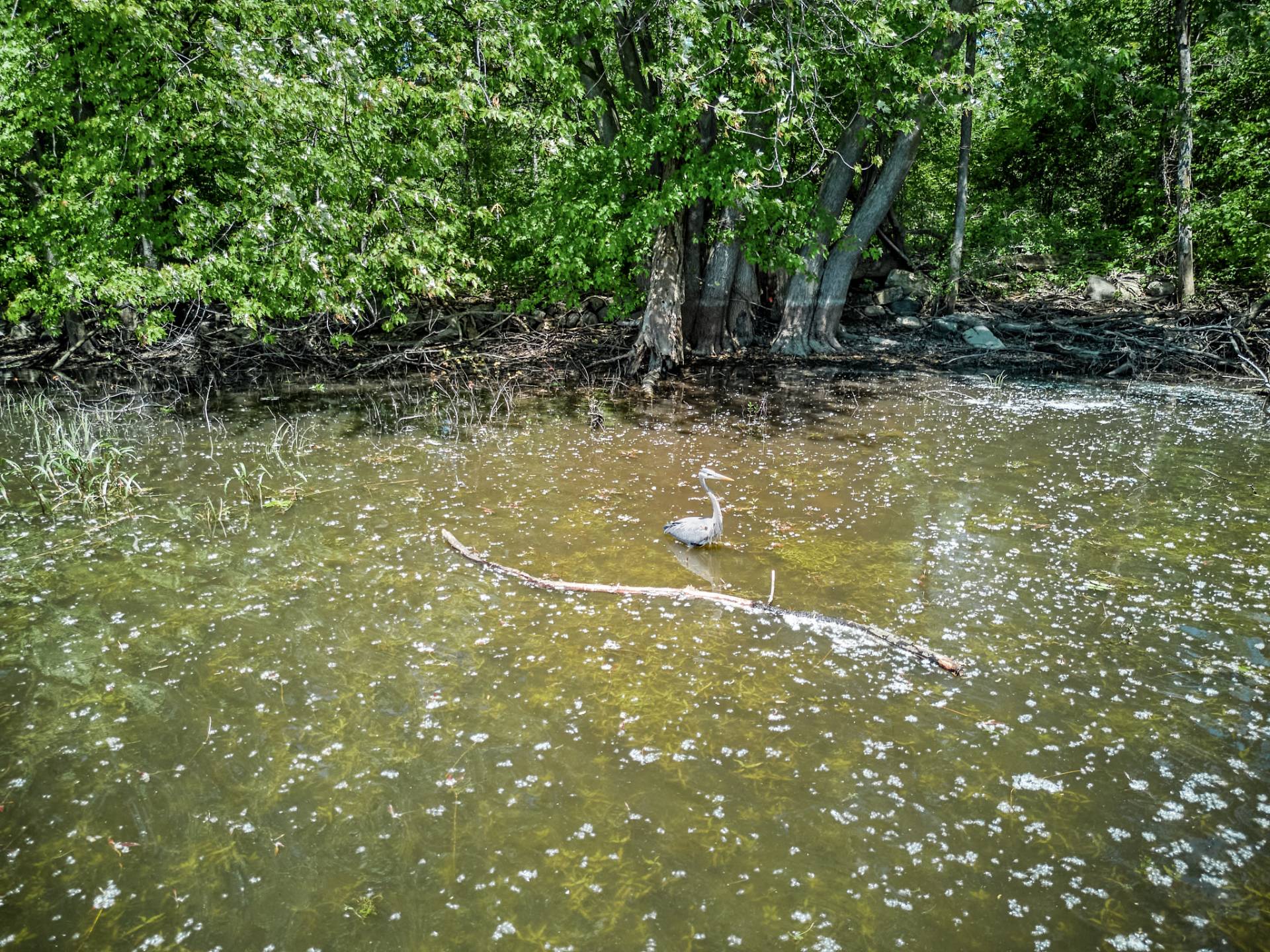 Photo - Accès au plan d'eau