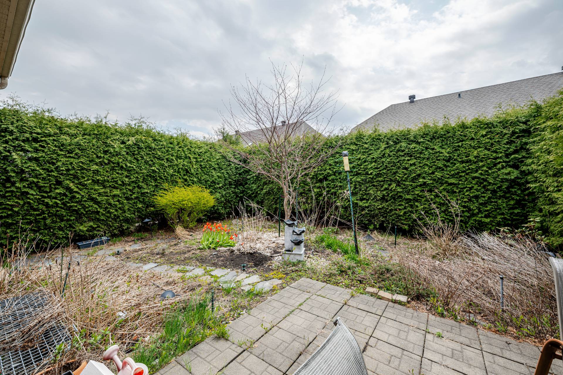 Photo - Backyard