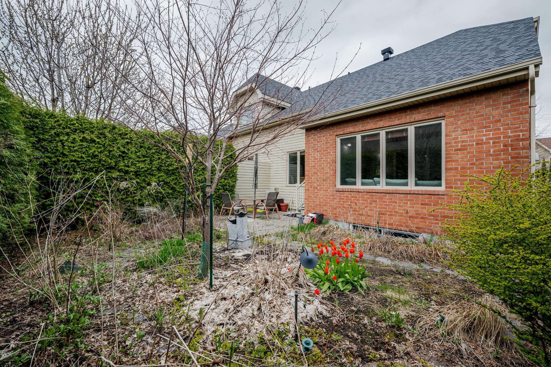 Photo - Backyard
